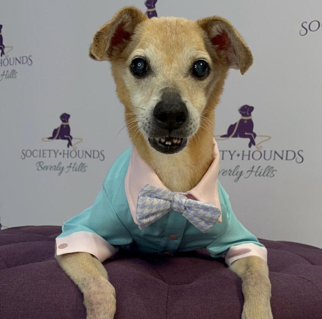 A rescued dog cared for by Akira Animal Rescue