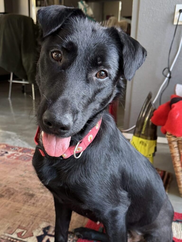 Sugar, a rescued German Shepherd mix